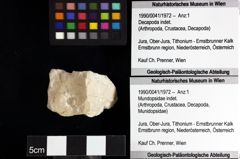 Foto (Objket + Etiketten) von Mundopsidae indet. 